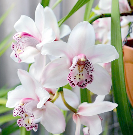 Цветение Орхидеи Цимбидиум