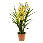 Орхидея Цимбидиум — как правильно ухаживать в домашних условиях?
