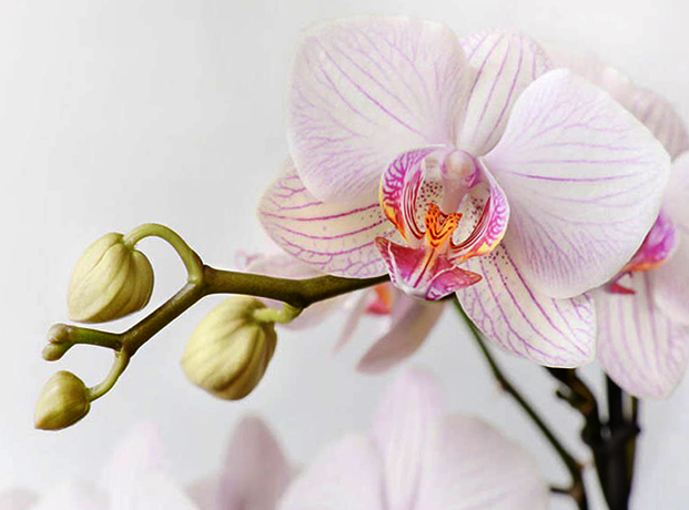 Цветение Орхидеи Фаленопсис