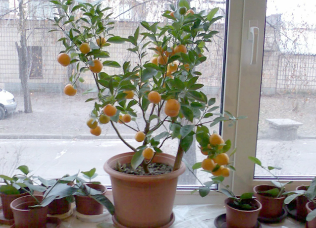 Выращивание мандаринов в домашних условиях