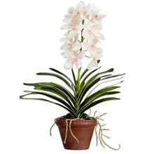 Орхидея Ванда — правильный уход в домашних условиях