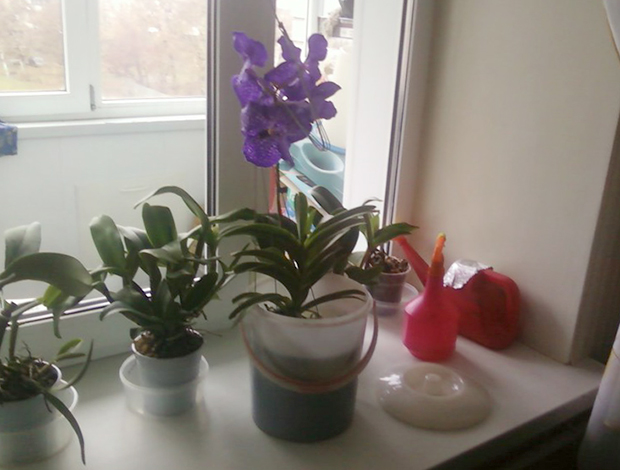 Орхидея Ванда дома на подоконнике