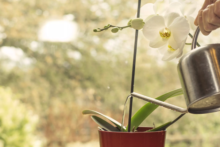 Полив Орхидеи Фаленопсис