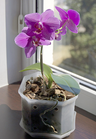 Орхидея Фаленопсис на подоконнике