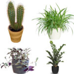 Комнатные растения за которыми легко ухаживать: фото и описание