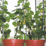 Огурцы на подоконнике: выращивание и правильный уход