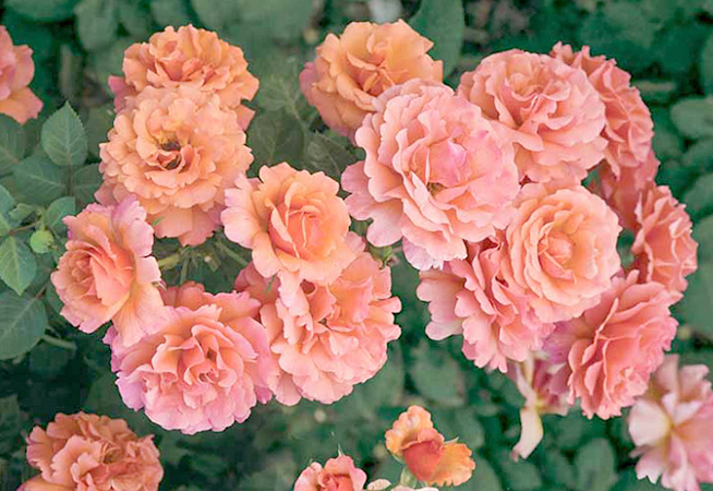 Цветение розы Флорибунда