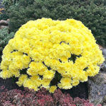 Шаровидные хризантемы – как сажать и ухаживать?