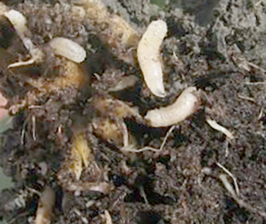 Личинки капустной мухи
