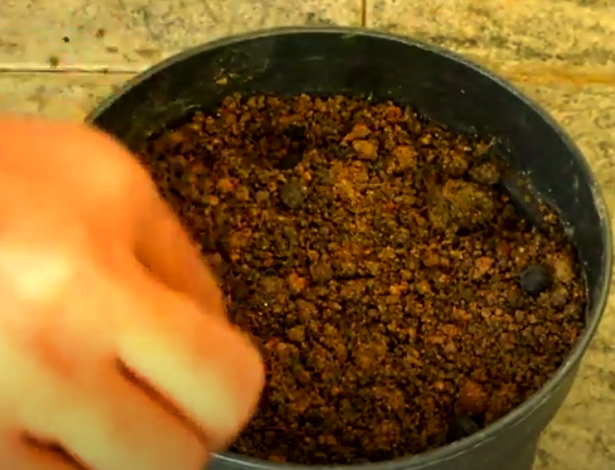 Посадка семян мираблиса в горшочек для рассады