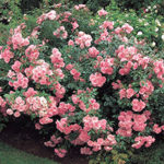 Роза Флорибунда: выращивание и правильный уход в саду