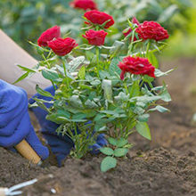 Как правильно ухаживать за розами весной после зимы (на даче)