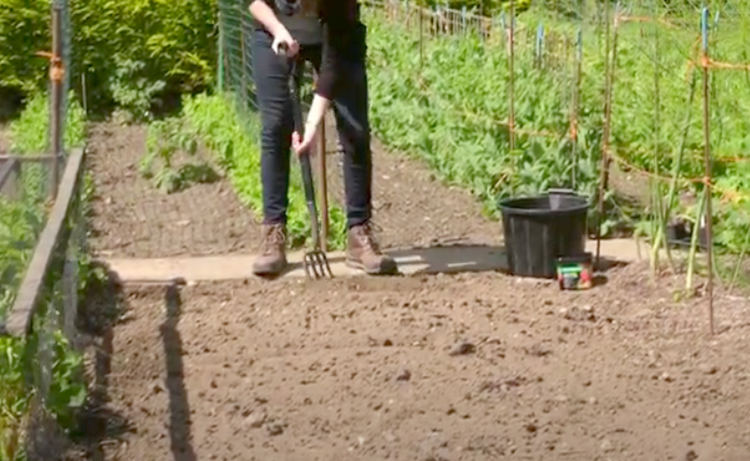 Подготовка почвы к посадке тыквы