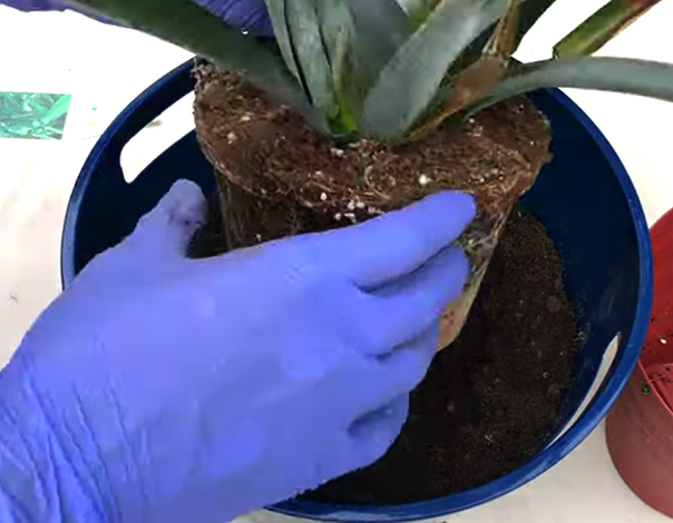 Пересадка ананаса