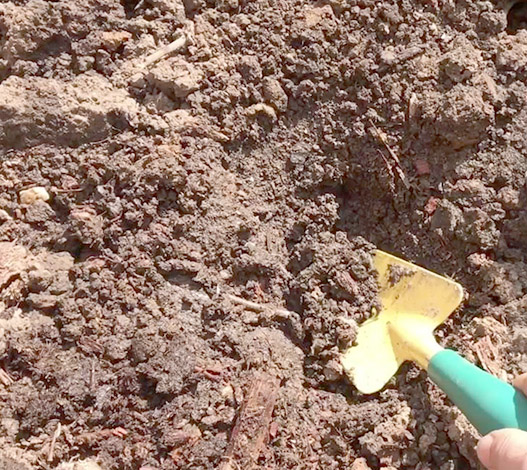 Выкапываем яму для посадки шаровидной хризантемы