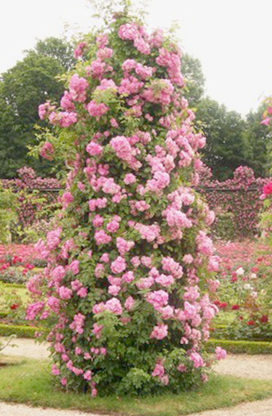Красивые плетистые розы