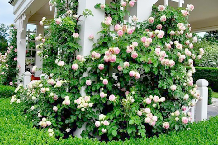 Плетистые розы в открытом грунте