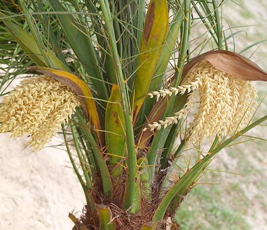 Цветение финиковой пальмы