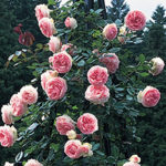 Плетистые розы — как посадить и ухаживать в открытом грунте?