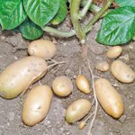Картофель — посадка и правильный уход в открытом грунте