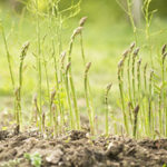 Спаржа — выращивание и уход в открытом грунте