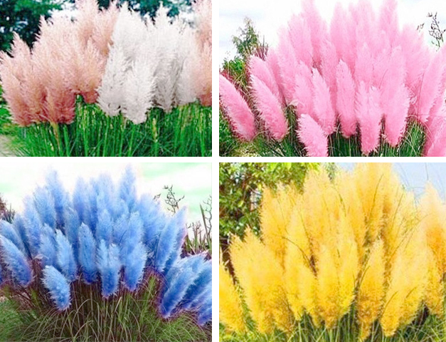 Пампасная трава в разных цветах