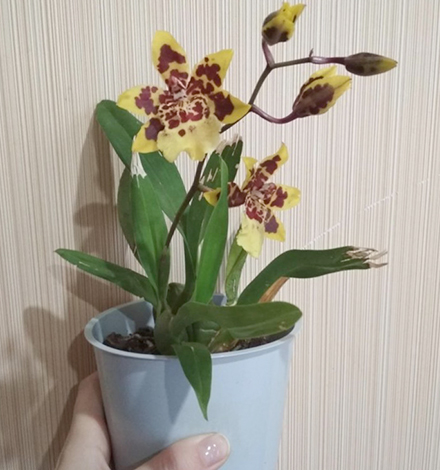 Орхидея Камбрия в руках