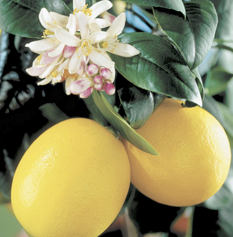 Цветение и плодоношение лимона Мейера