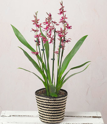 Орхидея Камбрия дома в горшке