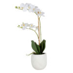 Орхидея Фаленопсис — уход в домашних условиях