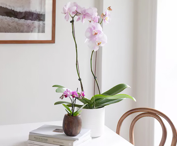 Орхидея Фаленопсис на столе