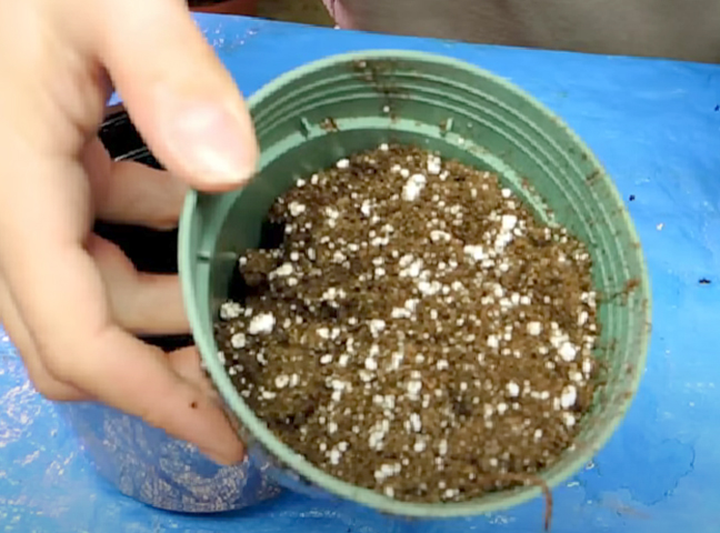 Почва для хлорофитума