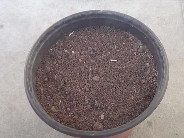Почва для орнитогалума
