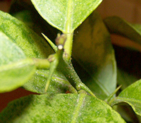 Паутинный клещ на растении