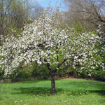 Как ухаживать за яблоней весной и осенью?