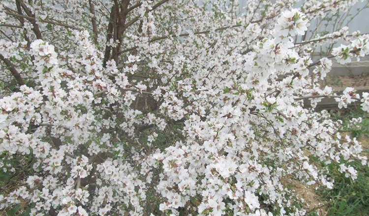 Цветение войлочной вишни