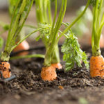 Морковь — выращивание и правильный уход в открытом грунте