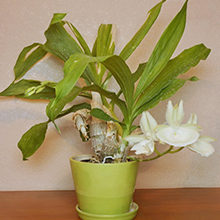 Орхидея морковка (Катасетум) – правильный уход в домашних условиях