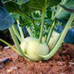 Кольраби – как выращивать и ухаживать в открытом грунте?