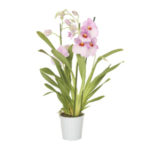 Орхидея Мильтония — уход в домашних условиях