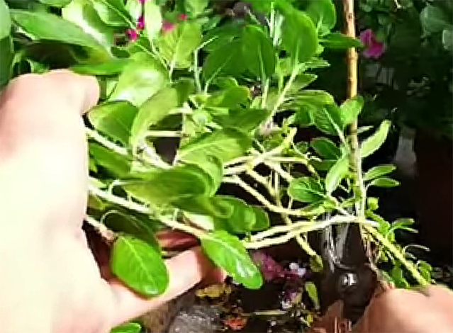 Обрезка растения