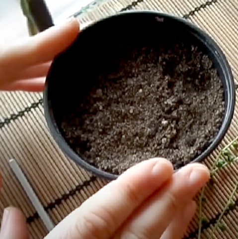 Почва для сенецио