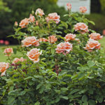 Чайно-гибридные розы — как правильно сажать и ухаживать?