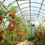 Как правильно ухаживать за помидорами в теплице?