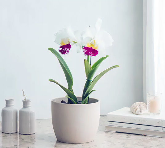 Орхидея Каттлея дома