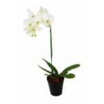 Орхидея Каттлея — правильный уход в домашних условиях