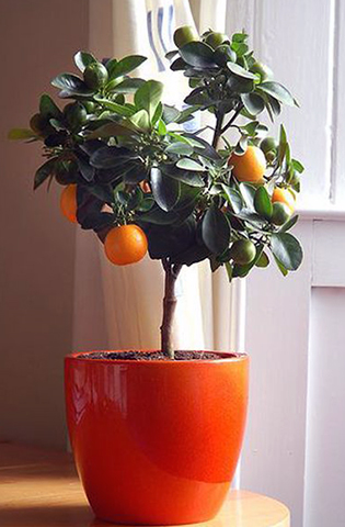 Апельсиновое дерево в доме