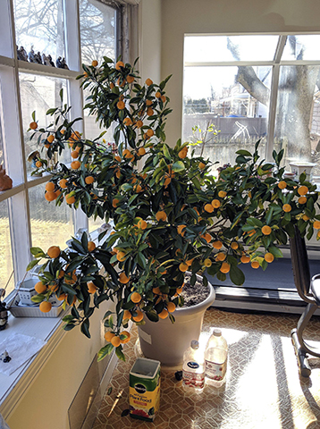 Апельсиновое дерево у окон