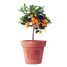 Как ухаживать за апельсиновым деревом в домашних условиях?
