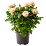 Роза Патио Микс — уход за растением в домашних условиях